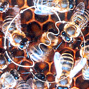 Как пчёлы создают мёд