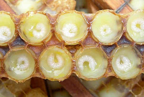 Маточное молочко в маточниках пчелиного сота